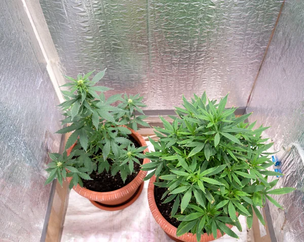 Evde yetişen saksılarda iki çalılık marihuana yetişiyor.