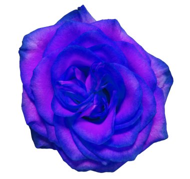 Mavi gül çiçeği, kesme yolu olan beyaz izole arkaplan. Doğa. Yakın çekim..