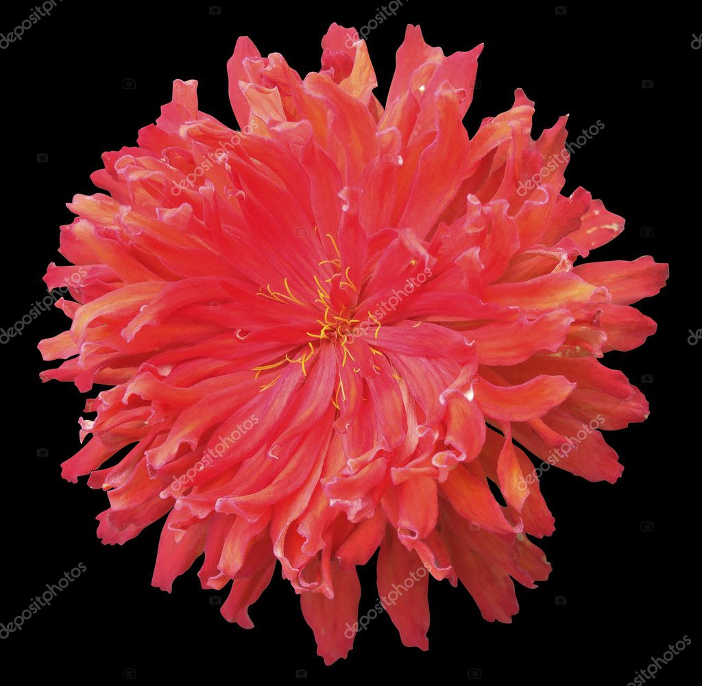 Pistils De Jardin Fleur Rouge Jaune étamines Fond Isolé