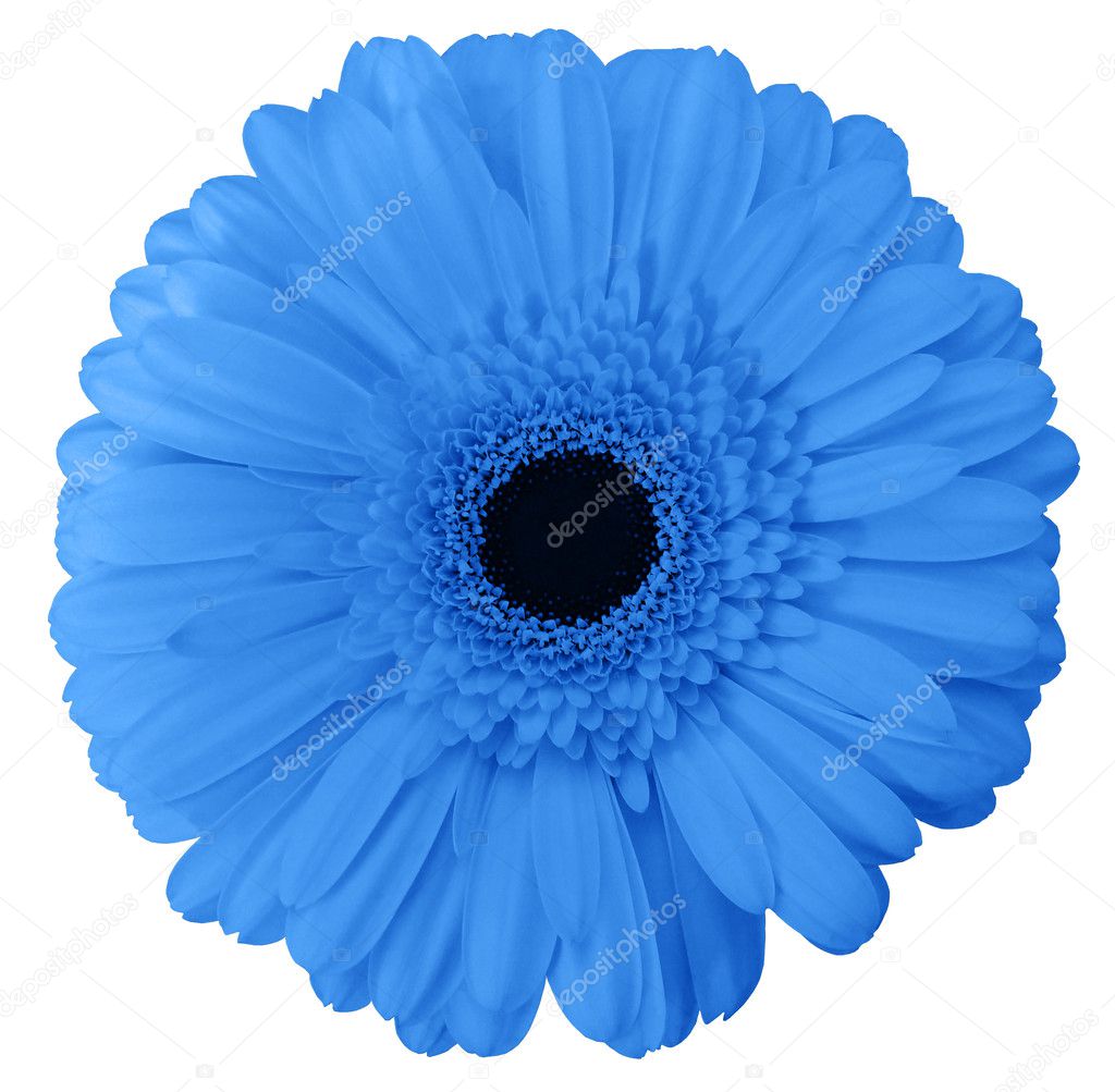 Blue gerbera flower, white isolated background with clipping path. Closeup.  Stock Photo by ©fefelova.nadezhda2017@yandex.ru 128033602