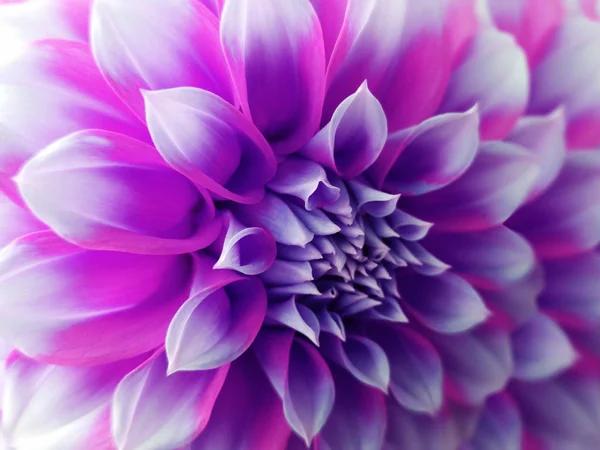 dahlia  flower,  purple-blue-pink.  Closeup.  beautiful dahlia. side view flower, the far background is blurred, for design. Nature.