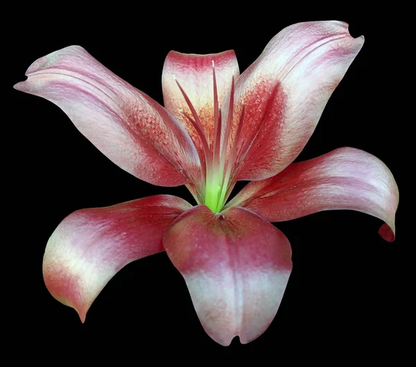 lily white-red flower, isolated  with clipping path, on a black background. beautiful lily, transparent green center. for design. Closeup.