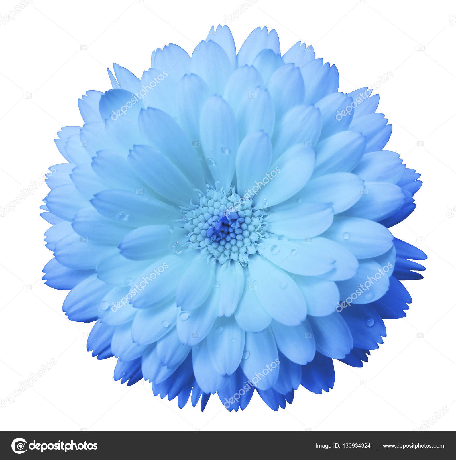 light blue flowers light blue flowers
