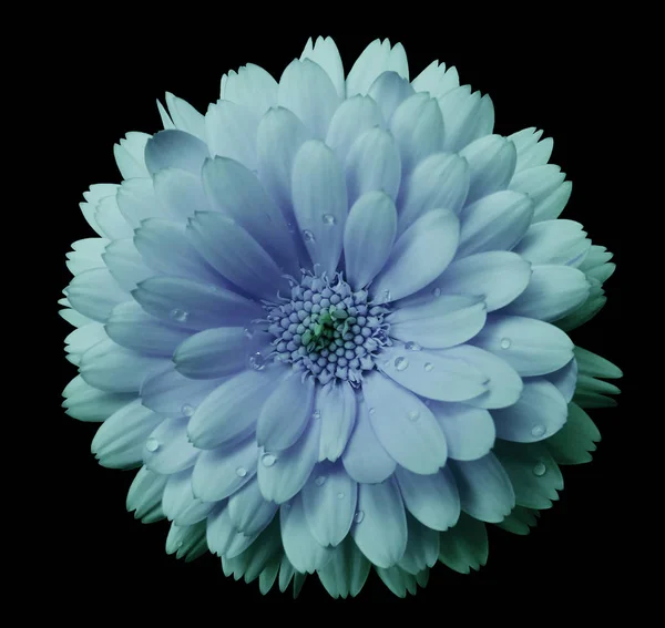 dark-blue-turquoise Flower calendula, blossoms petals blue  with dew, black isolated background with clipping path. no shadows. Closeup with no shadows. for design.