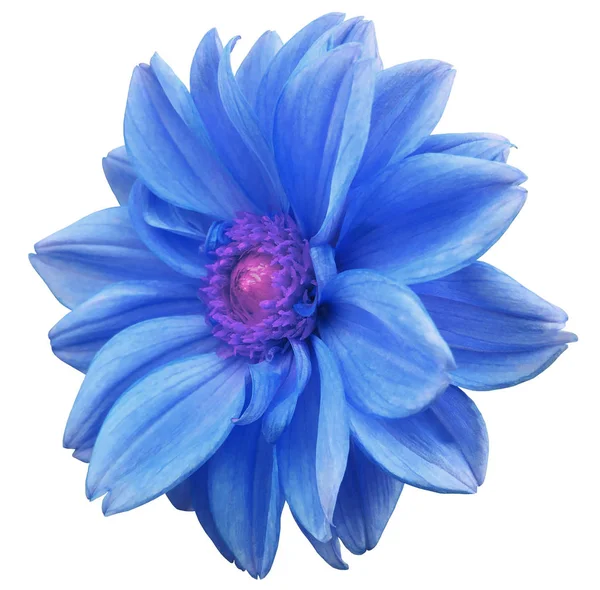 Purpleblue flower dahlia, white isolated background with clipping path