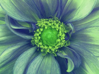 Mavi-turkuaz çiçek dahlia. Makro. Yeşil pistils stamens. Yeşil Merkezi. Tasarım için. Doğa.