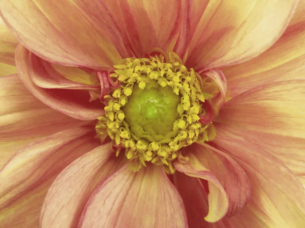 Pink-white dahlia  flower. Macro. yellow pistils, stamens. Yellow Center. for design. Nature. — Stock Photo, Image
