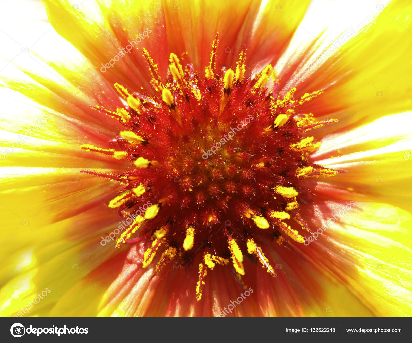 Fleur Jaune Rouge Dans La Lumière Du Soleil Gros Plan