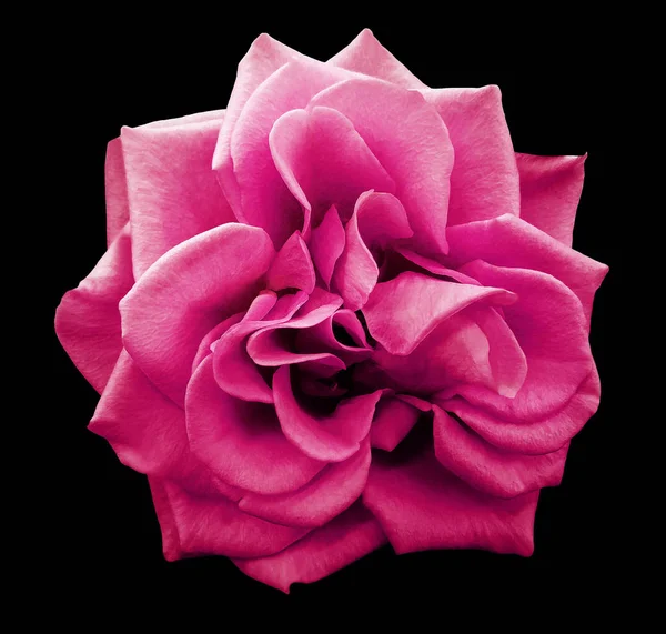 pink rose flower, black isolated background with clipping path.  Closeup. no shadows.