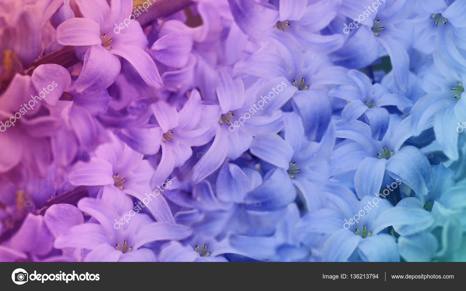 lilas fleurs irisées. floral fond. fond d'écran Floral Design. Nature — Photographie fefelova ...