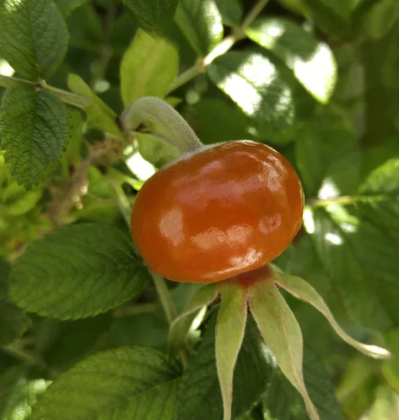 Frutto di rosa canina. rosa rosso-arancio. isolato su sfondo bianco. primo piano. Bacche di rosa canina. Natura . — Foto Stock