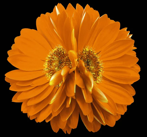 Gerbera blommor orange. Närbild. vacker två blomma. svart bakgrund. Naturen. — Stockfoto