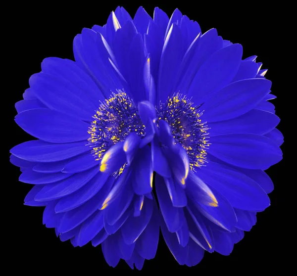 Gerbera  flowers    blue.  Closeup.  beautiful  two  flower.  black background.  Nature. — Stock Photo, Image