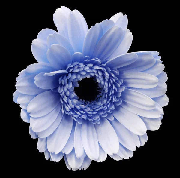 Blå gerbera blomma, svart isolerade bakgrund med urklippsbana. Närbild. inga skuggor. För design. Naturen. — Stockfoto