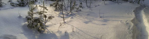 冬季背景。冬季森林。阳光明媚的冬日。松树林中的小路。全景照片. — 图库照片