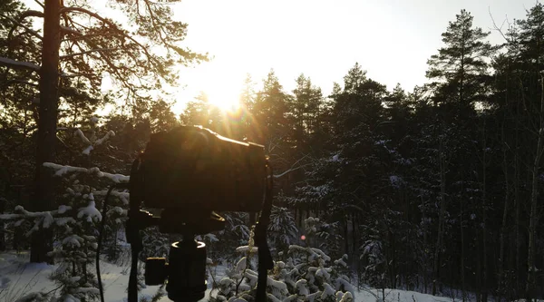Fond d'hiver. forêt d'hiver. Journée ensoleillée d'hiver. La caméra est dans la forêt . — Photo