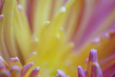 Kasımpatı çiçeği makro. Sarı-pembe arka plan bulanık çiçek. Krizantem yaprakları portre. Tasarım için. Doğa. 