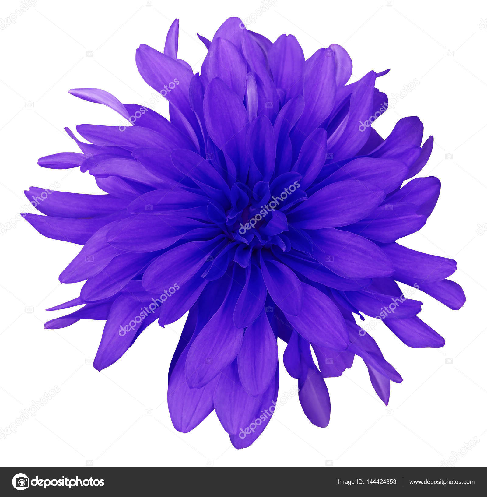 pix Violet Flower No Background depositphotos