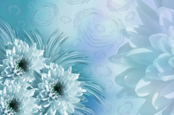Flowers  background. Flowers white-turquoise  Chrysanthemums.   floral collage. flowers composition. Nature.
