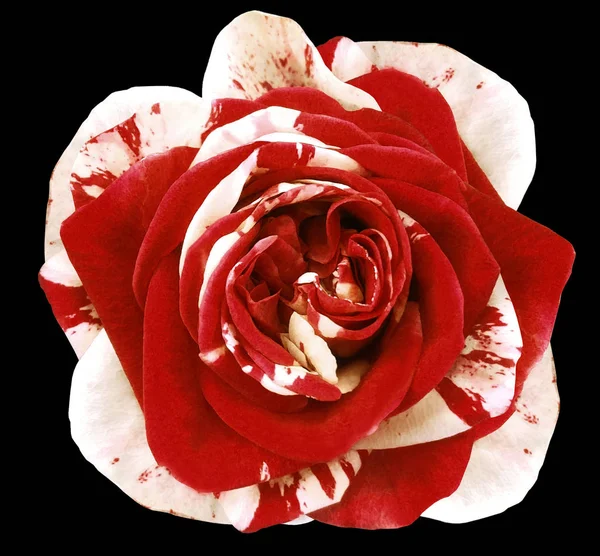 White-red rose flower  on black isolated background with clipping path.  no shadows. Closeup.  Nature.