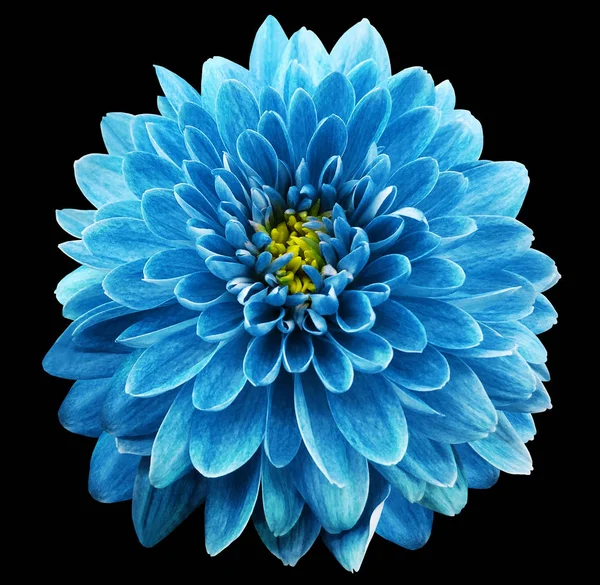 Blue flower chrysanthemum on black  isolated background with clipping path.  Closeup. no shadows. Nature.