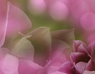 tulips on blurry pink-green background bokeh.  Floral collage.  Flower composition. Nature