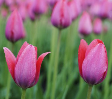 Çiçek pembe Lale. Bahar çiçek tomurcuğu. Bir arka plan bulanık bokeh yan görüntüleyin. Yakın çekim. Tasarım için. Doğa.
