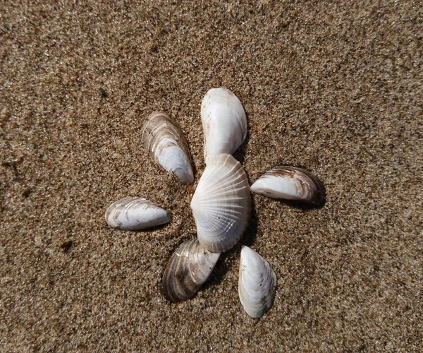 Background River Sand Beautiful Seashells Close Place Text Nature — Stock Photo, Image