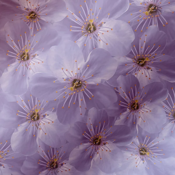 Purple-white floral  background. White large  flowers  Cherry.  floral collage.  Flower composition. Nature.