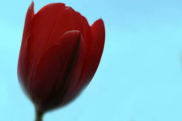Tulipán Rojo Contra Cielo Brote Primer Plano Flores Primavera Vista —  Fotos de Stock