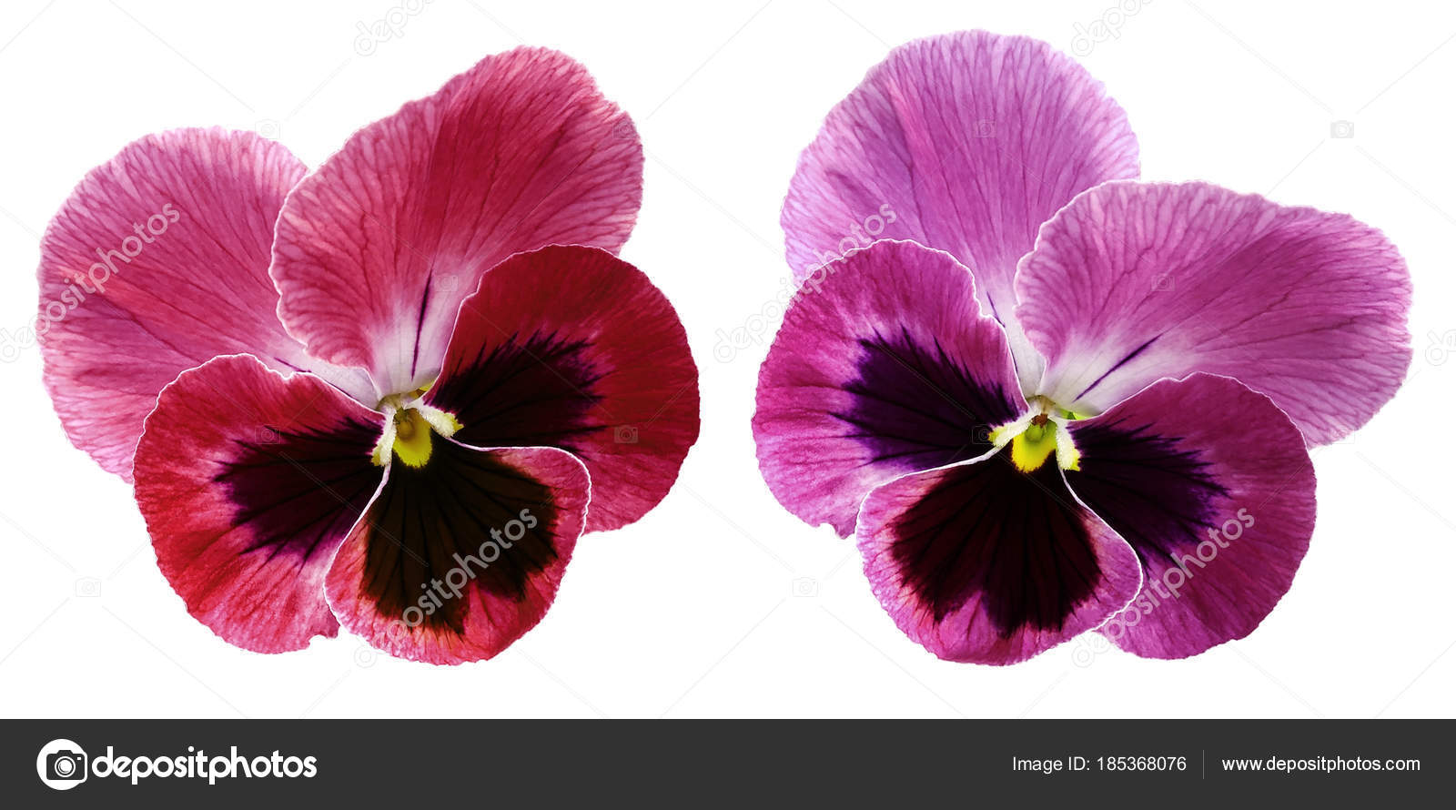 Stiefmutterchen Blume Auf Weissem Isoliertem Hintergrund Mit Schneideweg Nahaufnahme Ohne Stockfotografie Lizenzfreie Fotos C Fefelova Nadezhda2017 Yandex Ru 185368076 Depositphotos