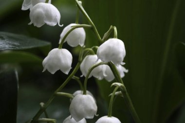 White  on a background of green leaves. Close-up. Nature.