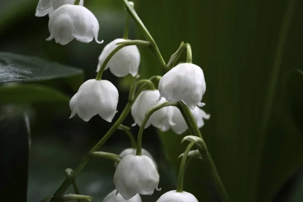 White Background Green Leaves Close Nature — Photo