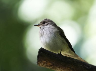 Bir kuyruksallayan kuyruksallayan dal bulanık beyaz-yeşil bokeh arka plan üzerinde. Yakın çekim. Doğa. 