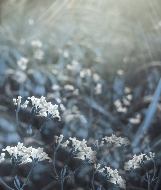 Çiçek orman. Çiçek mavi güzel arka plan. Bir yaz gününde gün batımında güneş altında bir açıklıkta beyaz çiçekler açar. Doğa.