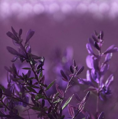 Çiçek orman. Çiçek güzel violet-pembe arka plan Böke. Mor çiçekler bir açıklıkta. Portre. Doğa