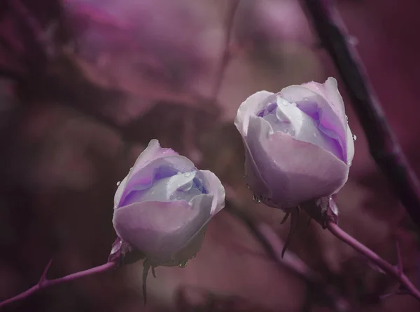 Purple Roses on a purple-pink background after a rain with drops of water. Close-up. Floral background. Nature.