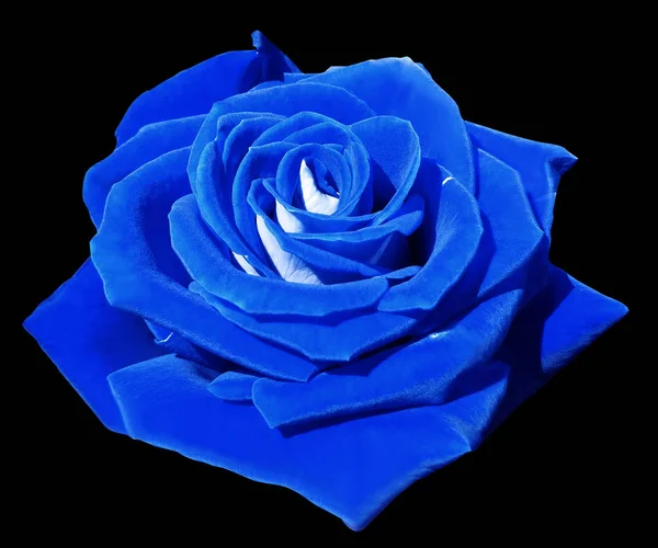 Rose blue on the black isolated background with clipping path.  Closeup. Side view. Nature.