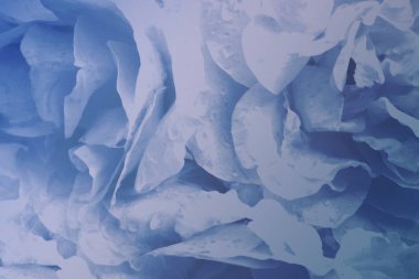 Çiçek mavi güzel arka plan gül. Çiçek yaprakları pembe-mor güller yakın çekim. Doğa.