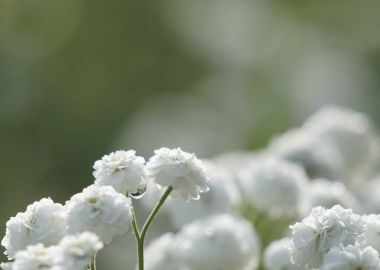Floral light green beautiful background. Bouquet  after the rain on the background bokeh. Closeup. Nature.     