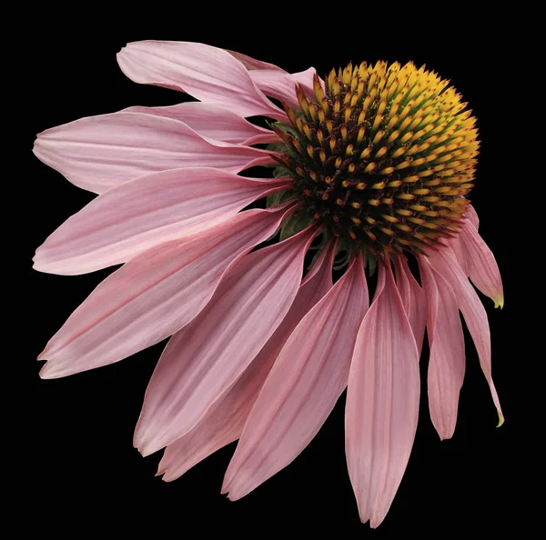 Flower pink Chamomile on black isolated background with clipping path. Daisy pink-yellow for design.  Closeup no shadows. Nature.