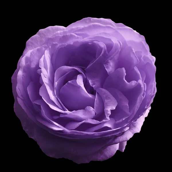 Lilac  rose flower  on black isolated  background with clipping path.  no shadows. Closeup.  Nature.