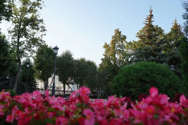 Городские Цветы Цветочная Клумба Цветов Городском Парке Красивый Пейзаж Природа — стоковое фото