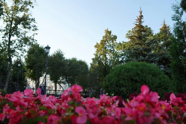 Stadsblommor Blomsterbädd Stadsparken Vackert Landskap Natur — Stockfoto