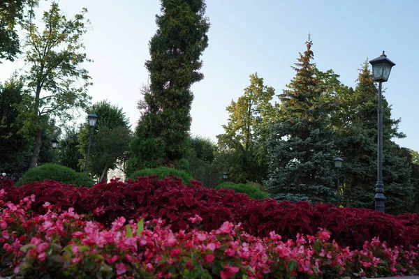 Stadsblommor Blomsterbädd Stadsparken Vackert Landskap Natur — Stockfoto