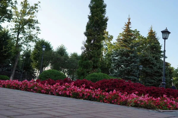 Stadsblommor Blomsterbädd Stadsparken Vackert Landskap Natur — Stockfoto