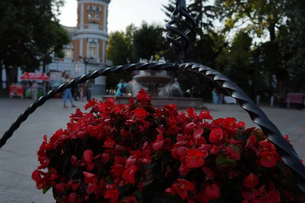 Stad Bloemen Een Achtergrond Van Straten Van Stad Een Close — Stockfoto