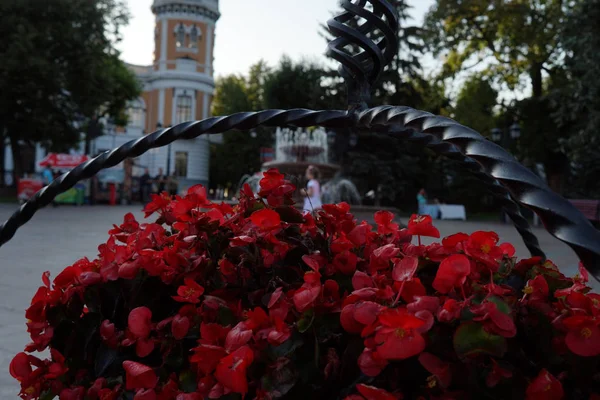 Flores Cidade Contexto Ruas Cidade Close Natureza — Fotografia de Stock