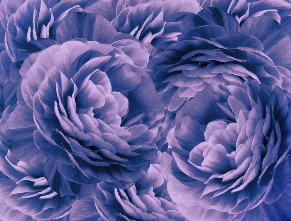 Floral vintage purple-blue background. A bouquet of  purple-blue  roses  flowers.  Close-up.   floral collage.  Flower composition. Nature.