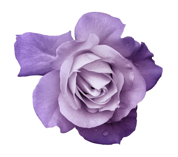 Purple rose Stock Photos, Royalty Free Purple rose Images | Depositphotos